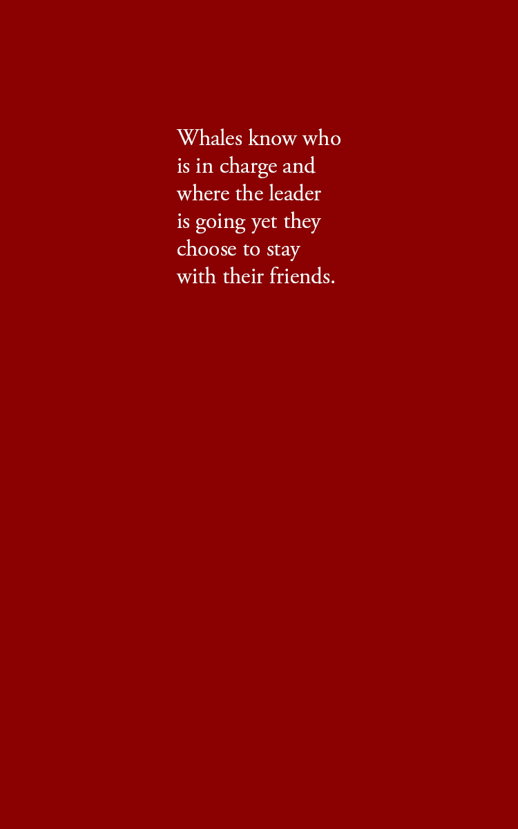 Whales know who is in charge and where the leader is going yet they choose to stay with their friends.